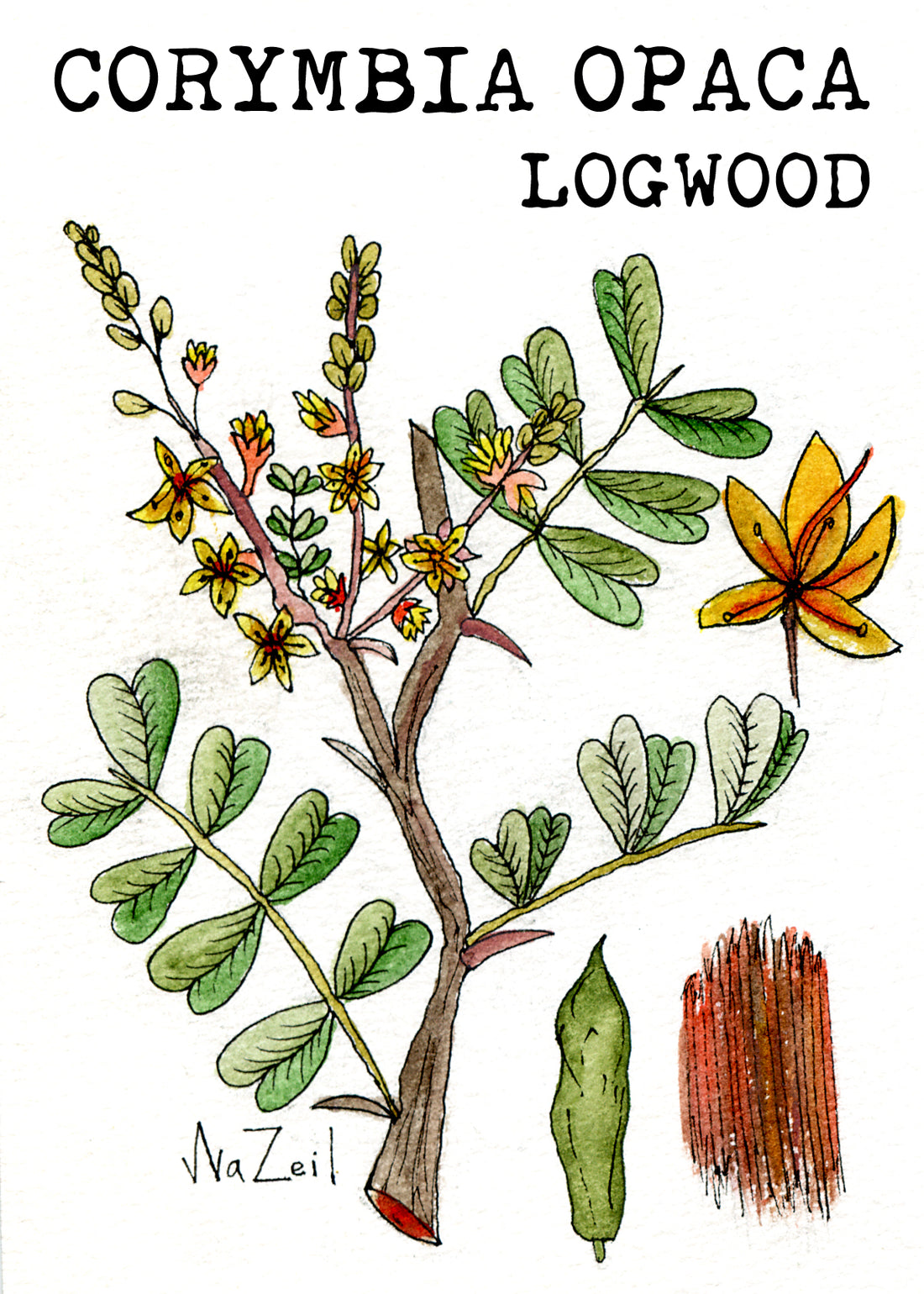 The Wild History of Logwood, An Ancient Natural Dye