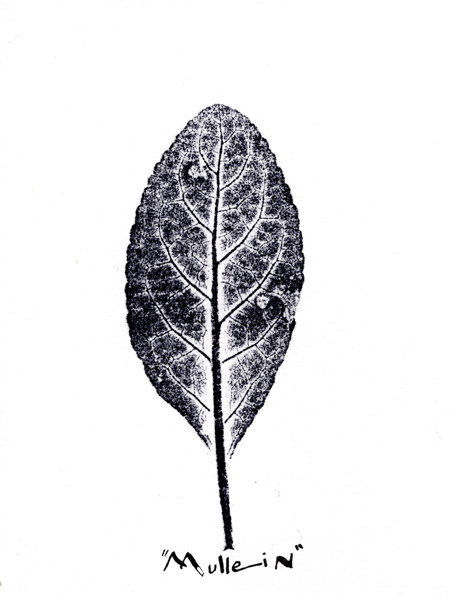 LEAFY(identity): MULLEIN